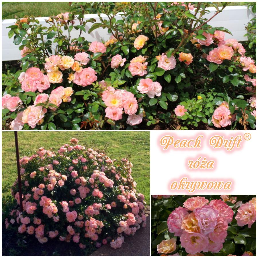 Peach Drift róża okrywowa